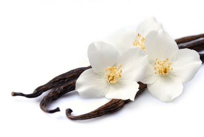 Vanille – die Königin der Gewürze