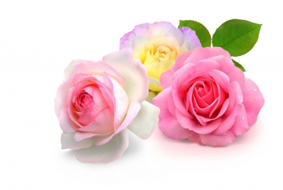 Rosen - Nicht nur schön sondern auch gesund!