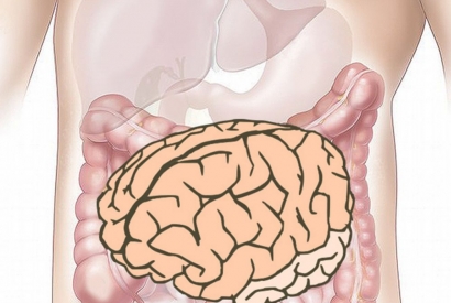 Dein Gehirn im Bauch!