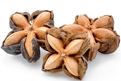 Sacha Inchi - Die Inka Nuss