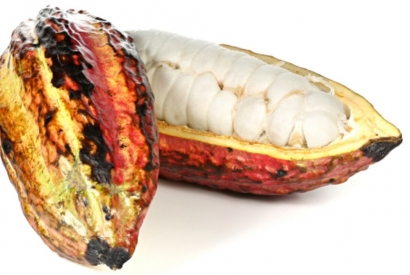 Kakao – Nahrung der Götter!