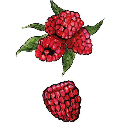 Himbeeren, gefriergetrocknet